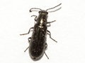 Dasytes aeratus